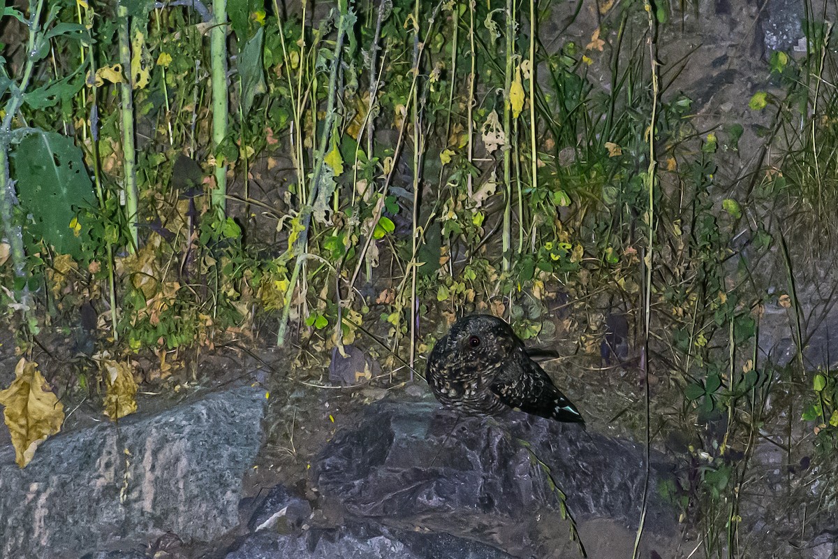 Band-winged Nightjar - ML589070121