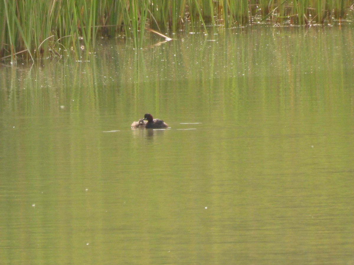 Little Grebe - Dani G. Jambrina