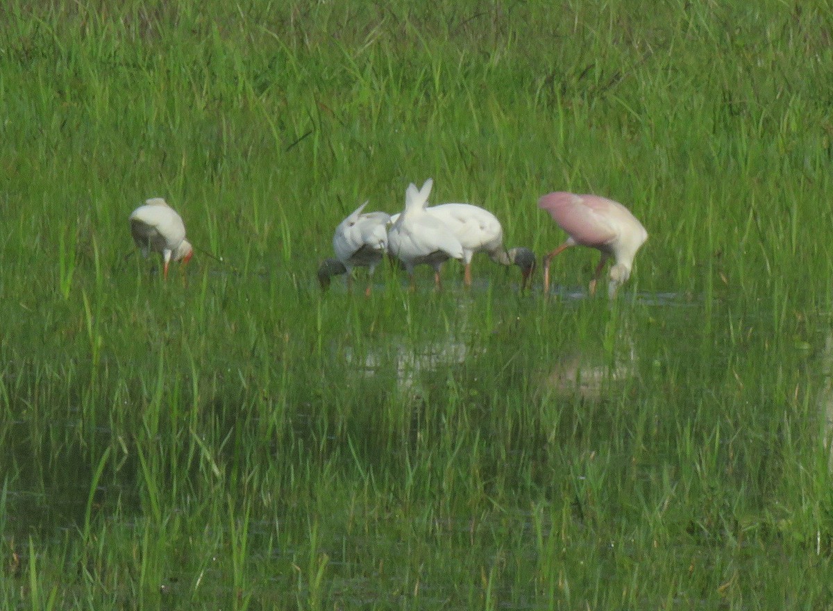 Roseate Spoonbill - ML589074391