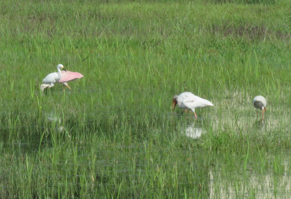 Roseate Spoonbill - ML589074411