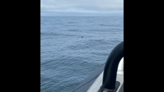 Cassin's Auklet - ML589074921