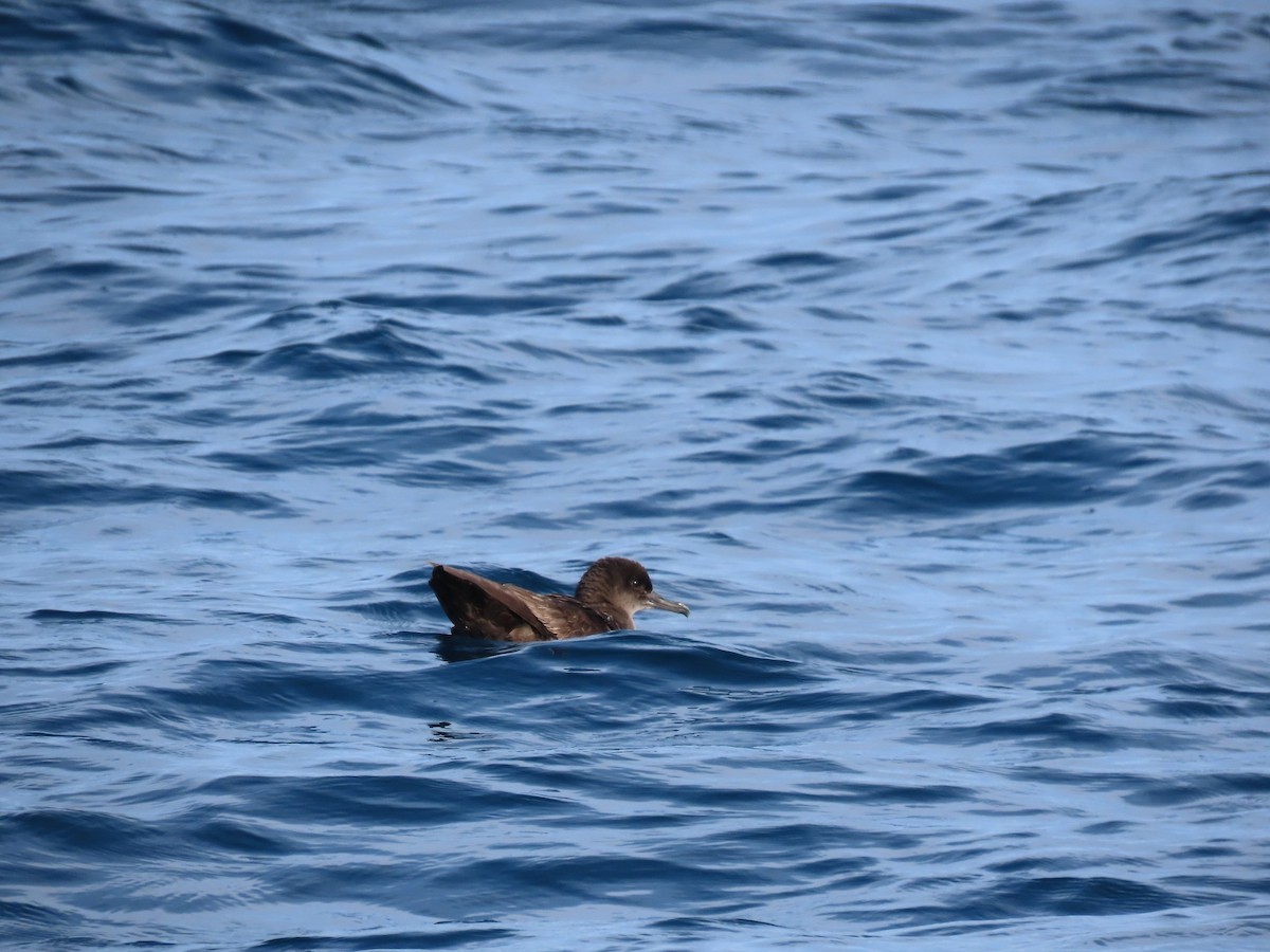 Sooty Shearwater - Guillaume Réthoré