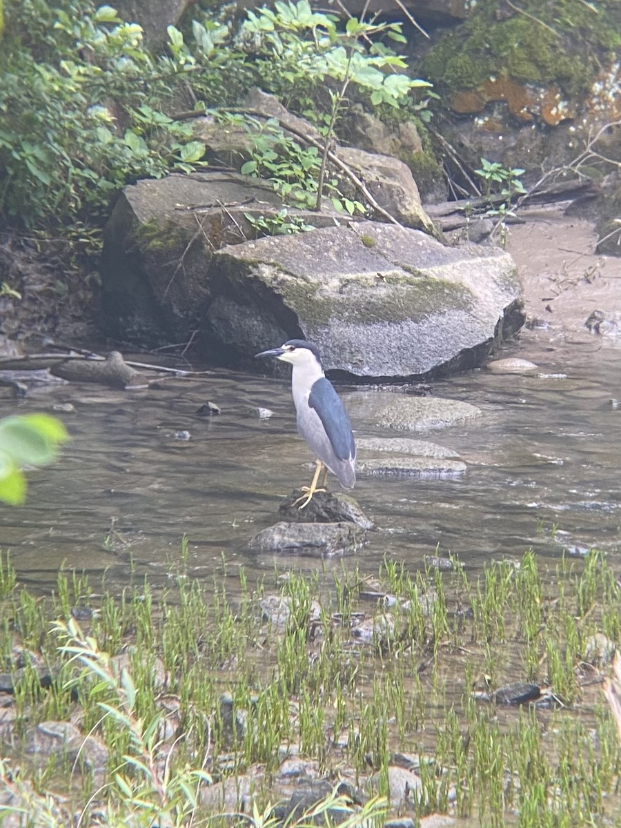 Black-crowned Night Heron - ML589075521