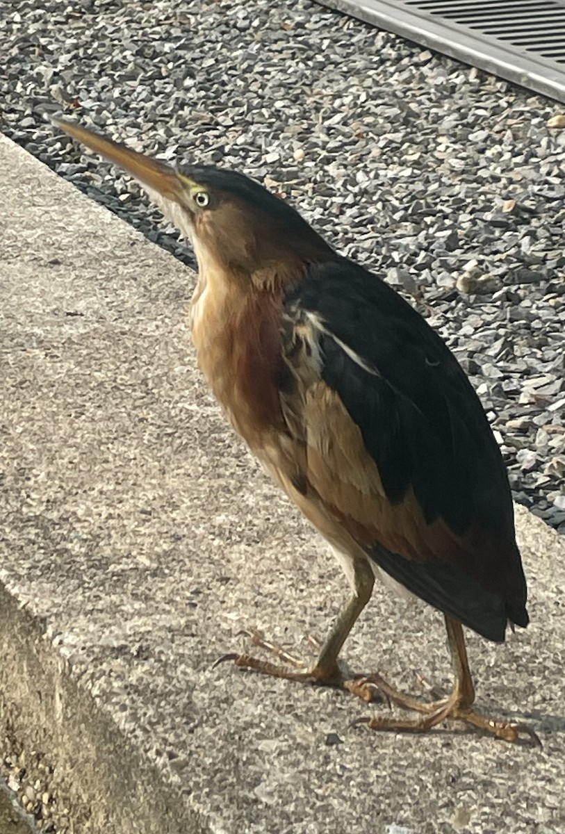 Least Bittern - Stephane Perreault