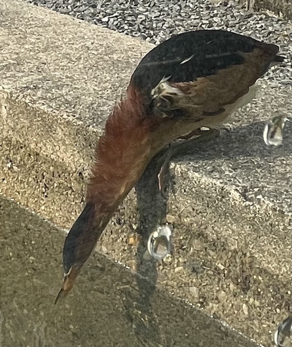 Least Bittern - ML589075861