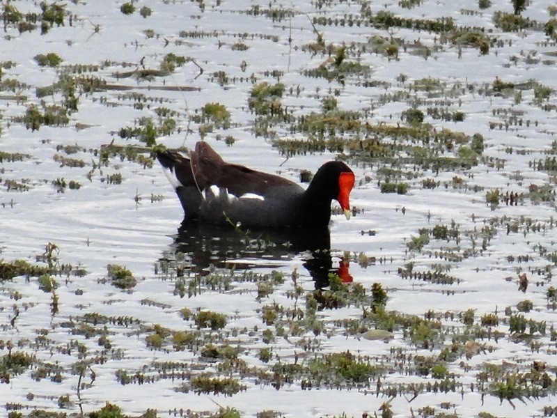 Common Gallinule - ML58907631