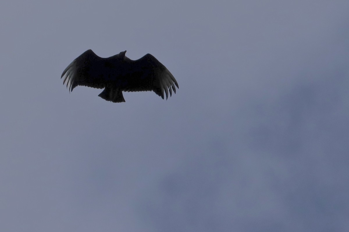 Black Vulture - ML589076321