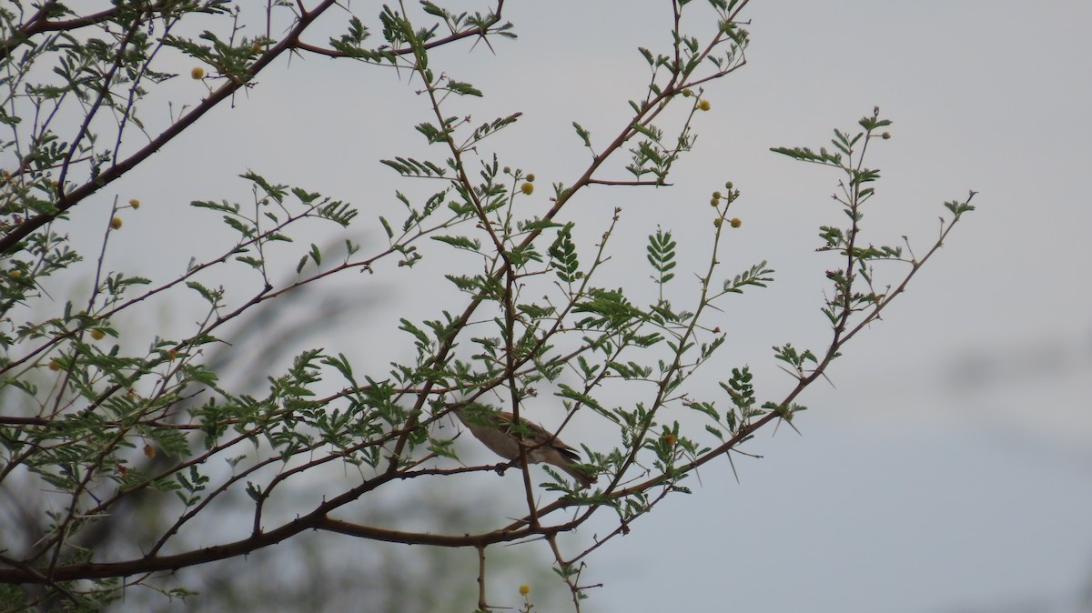 Yellow-throated Sparrow - ML589076591