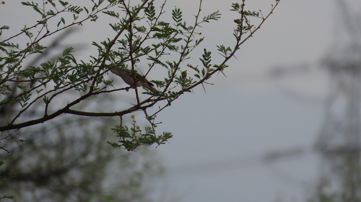 Yellow-throated Sparrow - Navaneeth Sini George