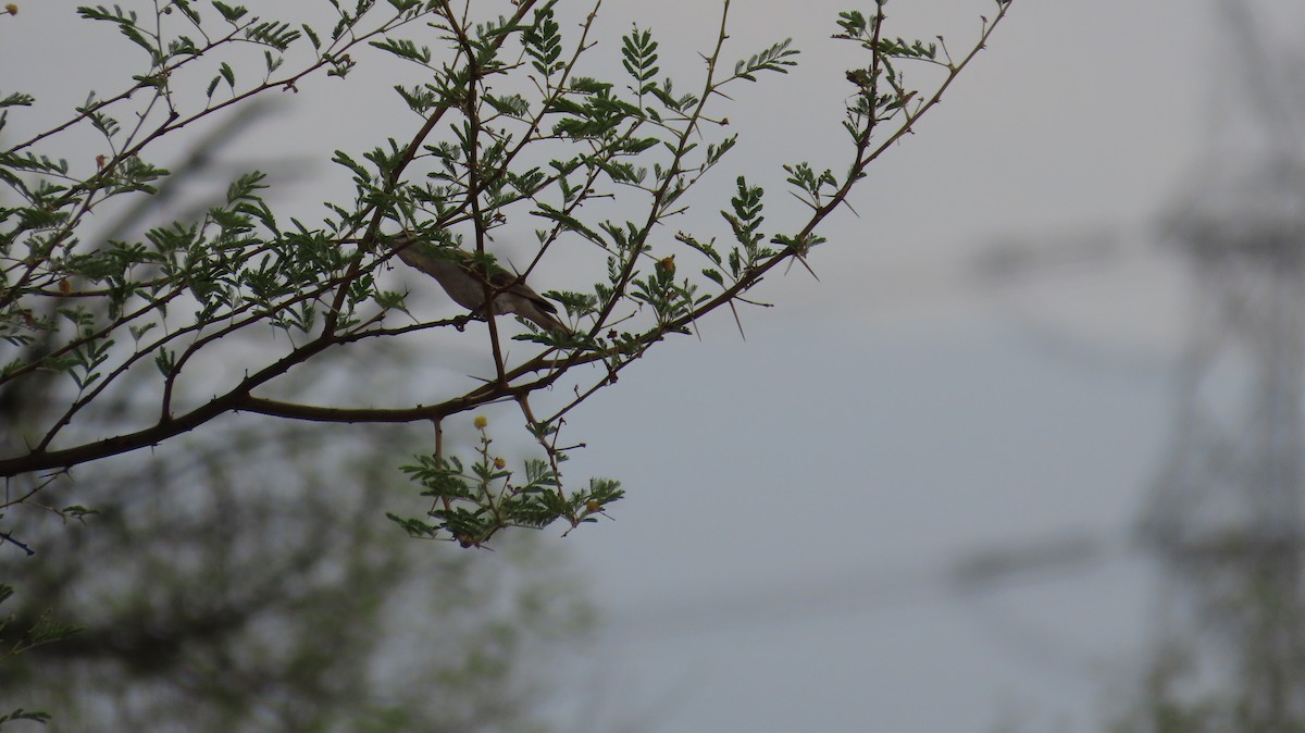 Yellow-throated Sparrow - ML589076601