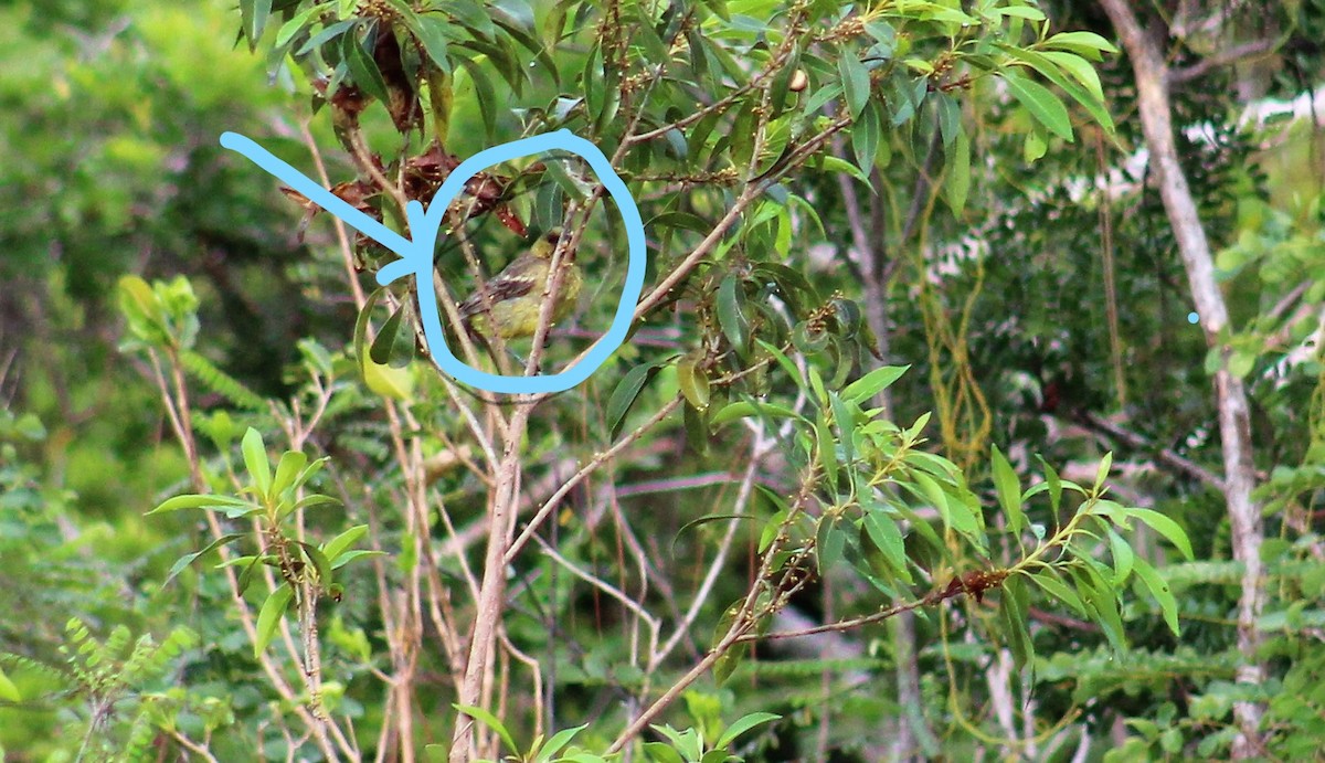 Bahama Oriole - ML58907721