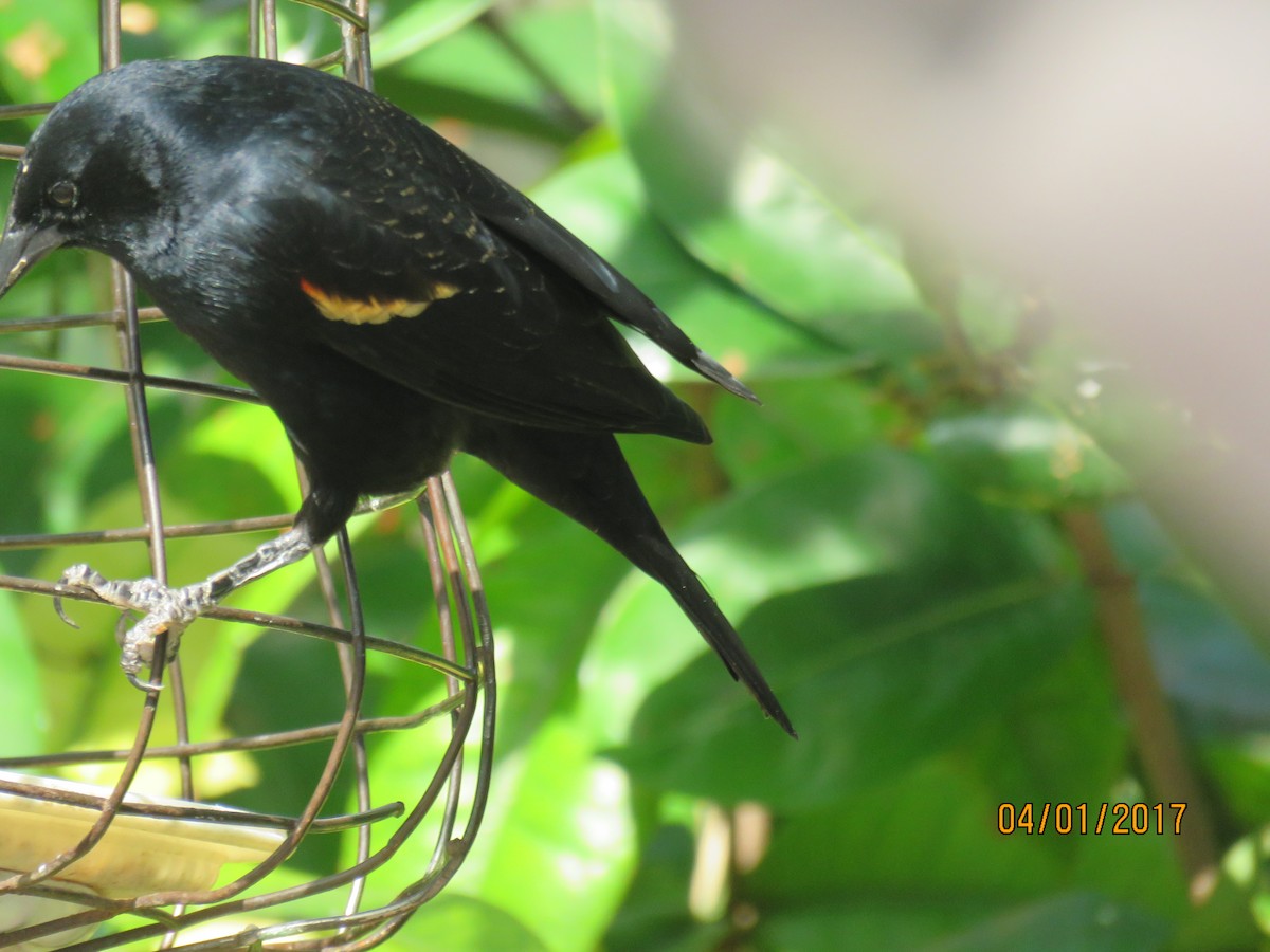 Red-winged Blackbird - ML58907851