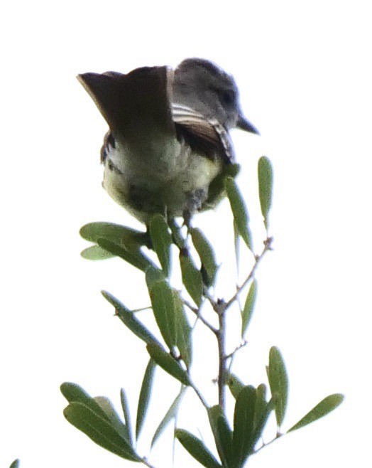 Great Crested Flycatcher - ML589079041