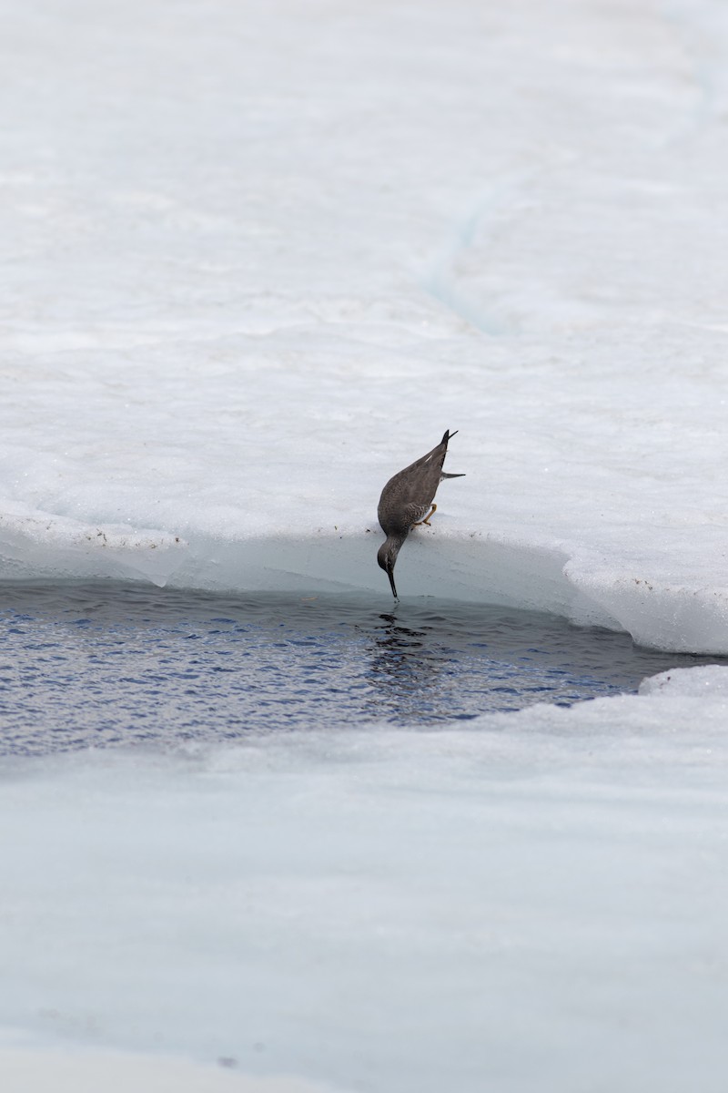 Wandering Tattler - ML589079171