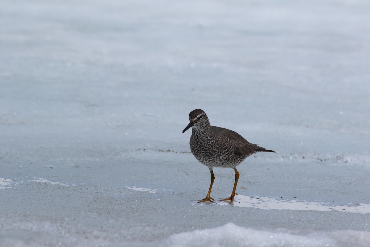 Wandering Tattler - ML589079181