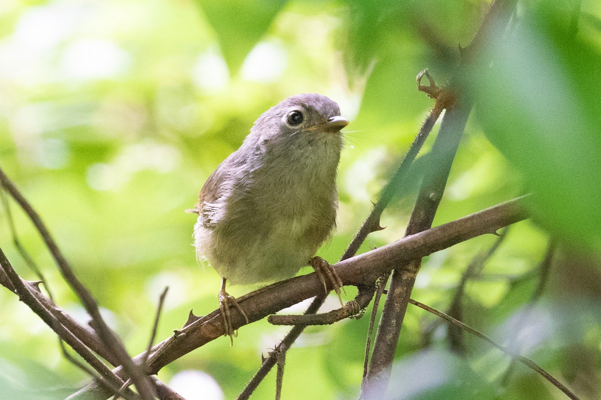 Huet's Fulvetta - Xiaoni Xu