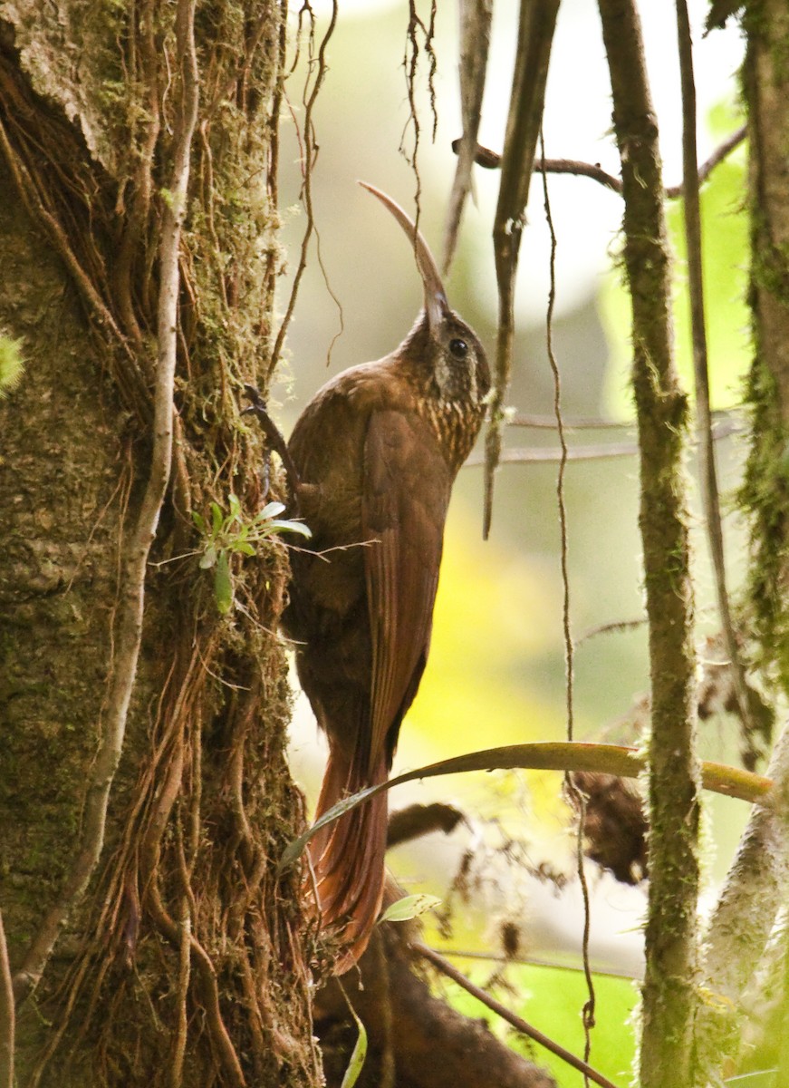 Greater Scythebill - Dušan Brinkhuizen
