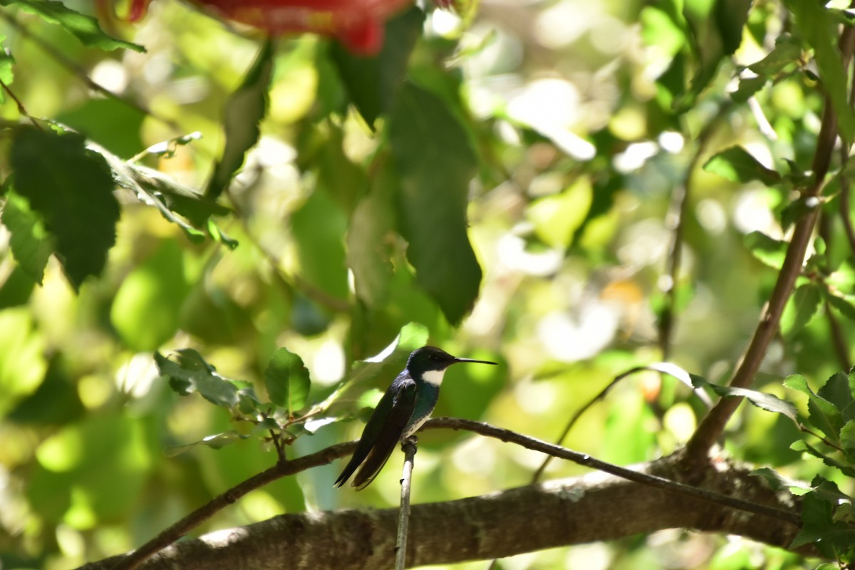 White-throated Hummingbird - La Chiricoca