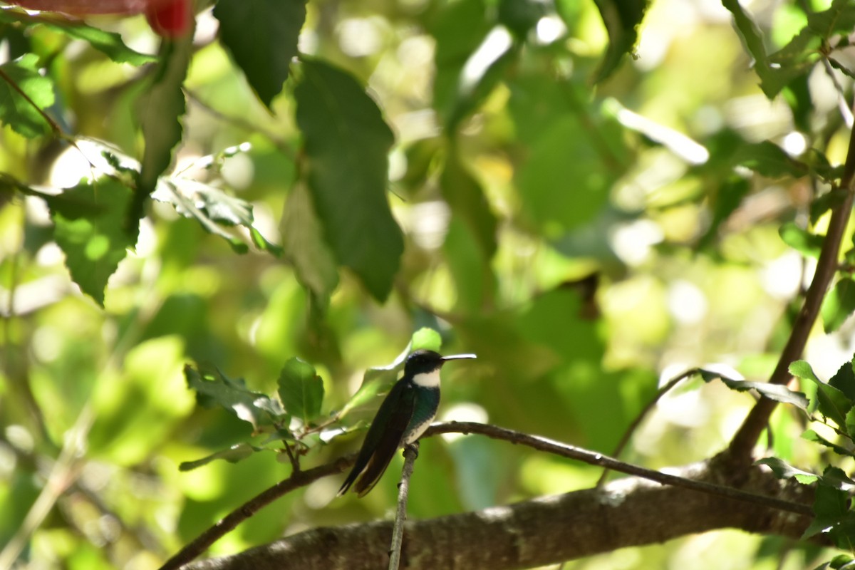 White-throated Hummingbird - La Chiricoca