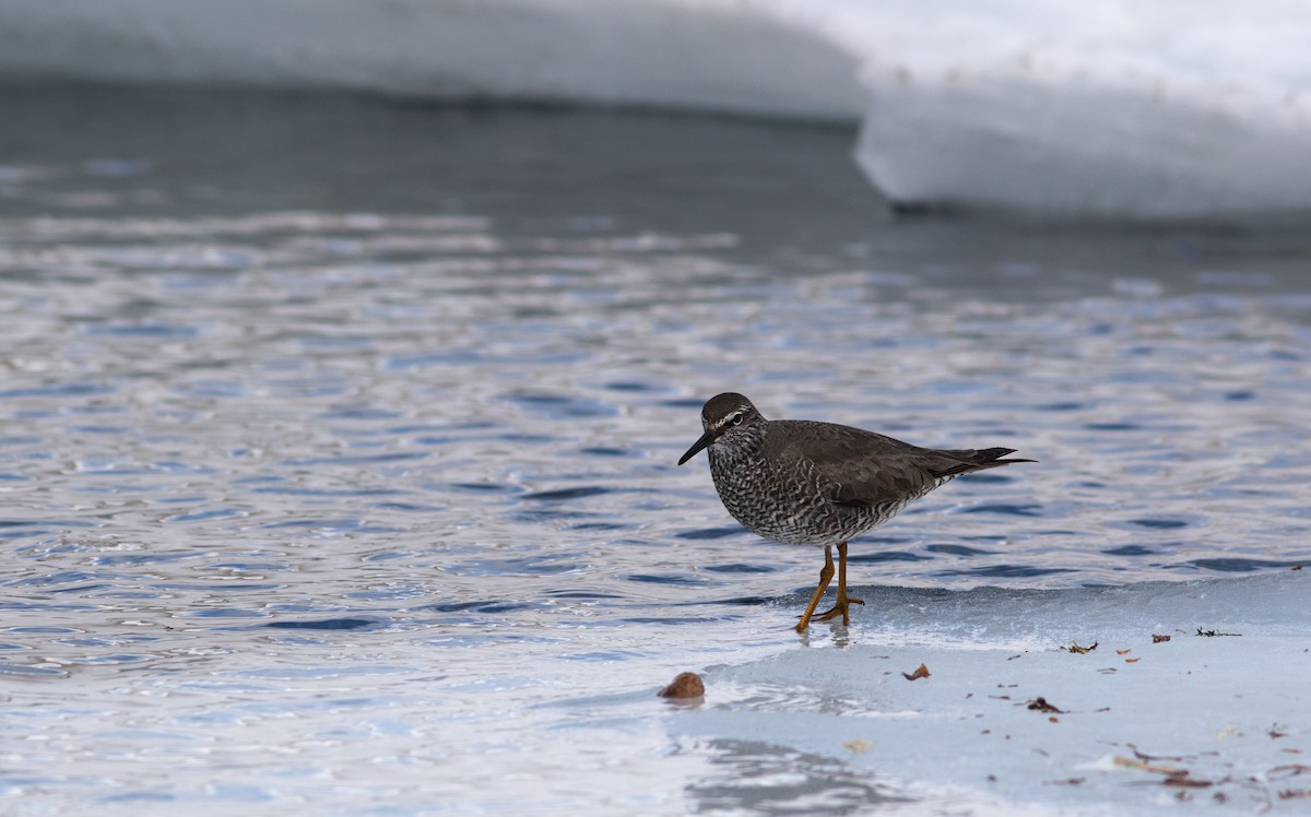 Wandering Tattler - ML589081421