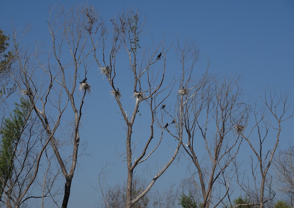 Double-crested Cormorant - ML589081851