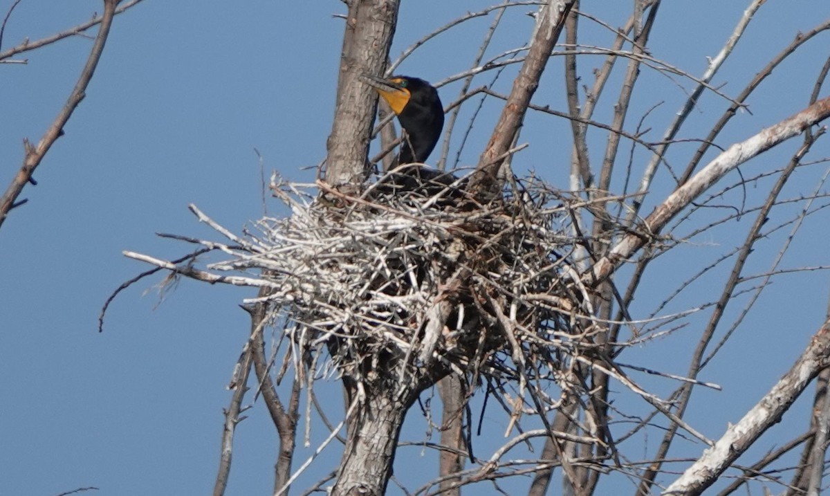 Double-crested Cormorant - ML589081971