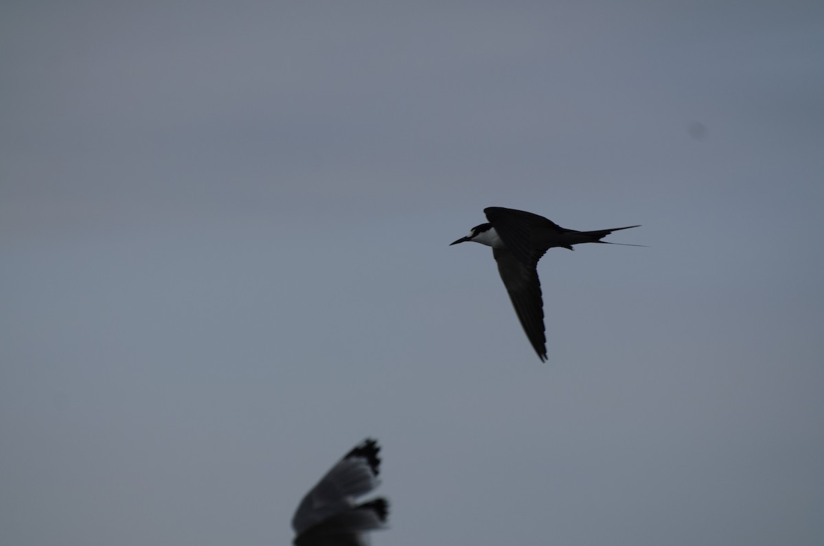 Sooty Tern - ML589082741