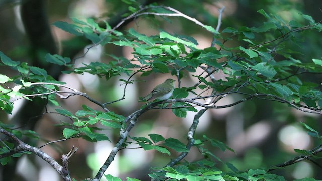 Wood Warbler - ML589082971