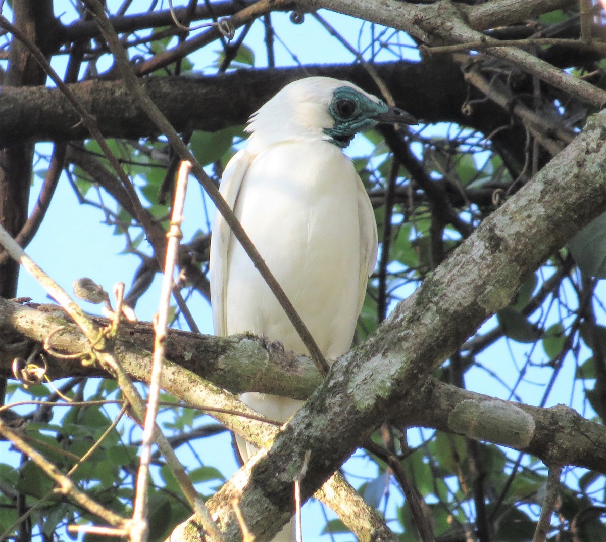 Bare-throated Bellbird - ML589083071