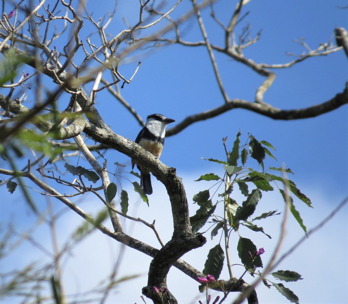 Buff-bellied Puffbird - ML589083261