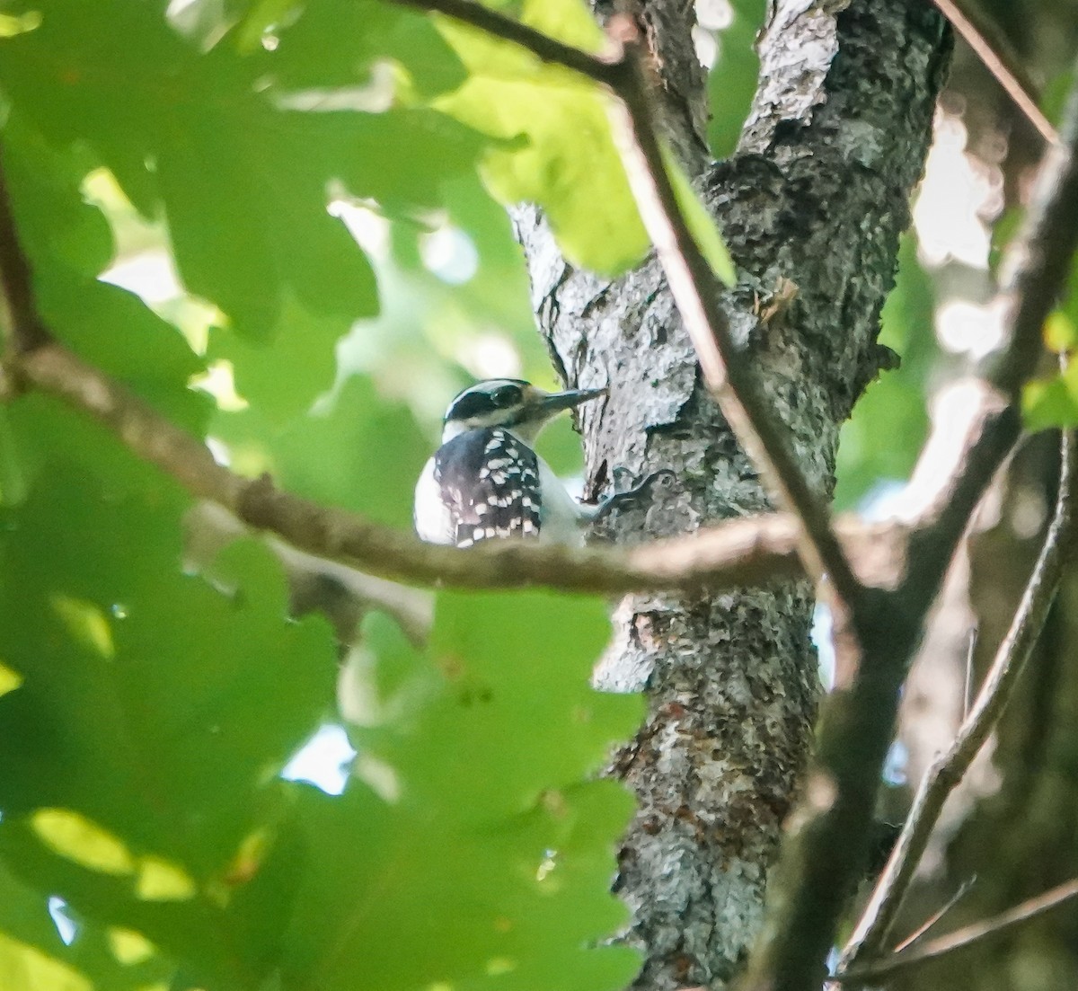 Hairy Woodpecker - ML589083281