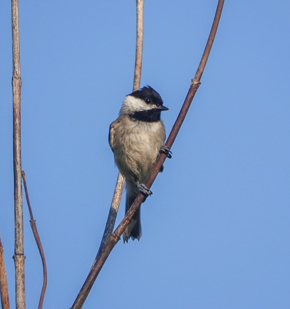 Carolina Chickadee - ML589083371