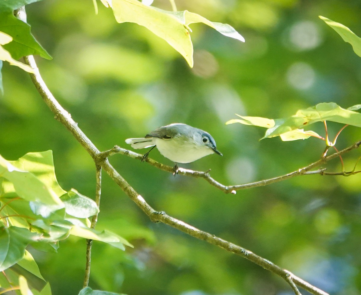 Blue-gray Gnatcatcher - ML589083381