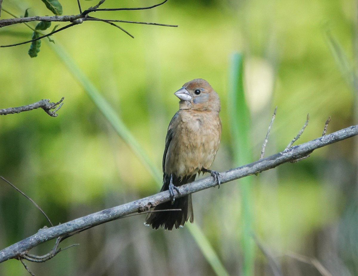 Blue Grosbeak - ML589083691