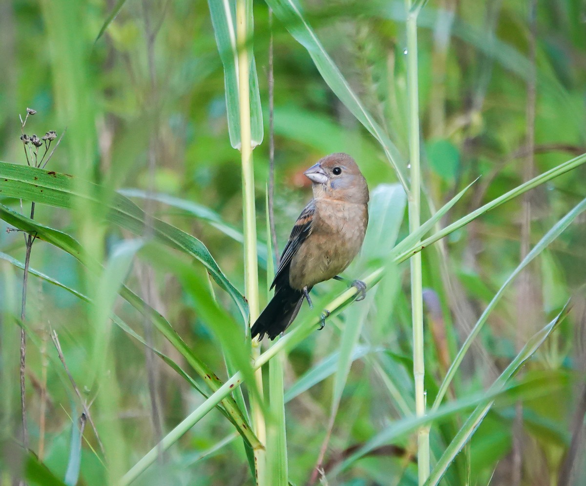 Blue Grosbeak - ML589083701