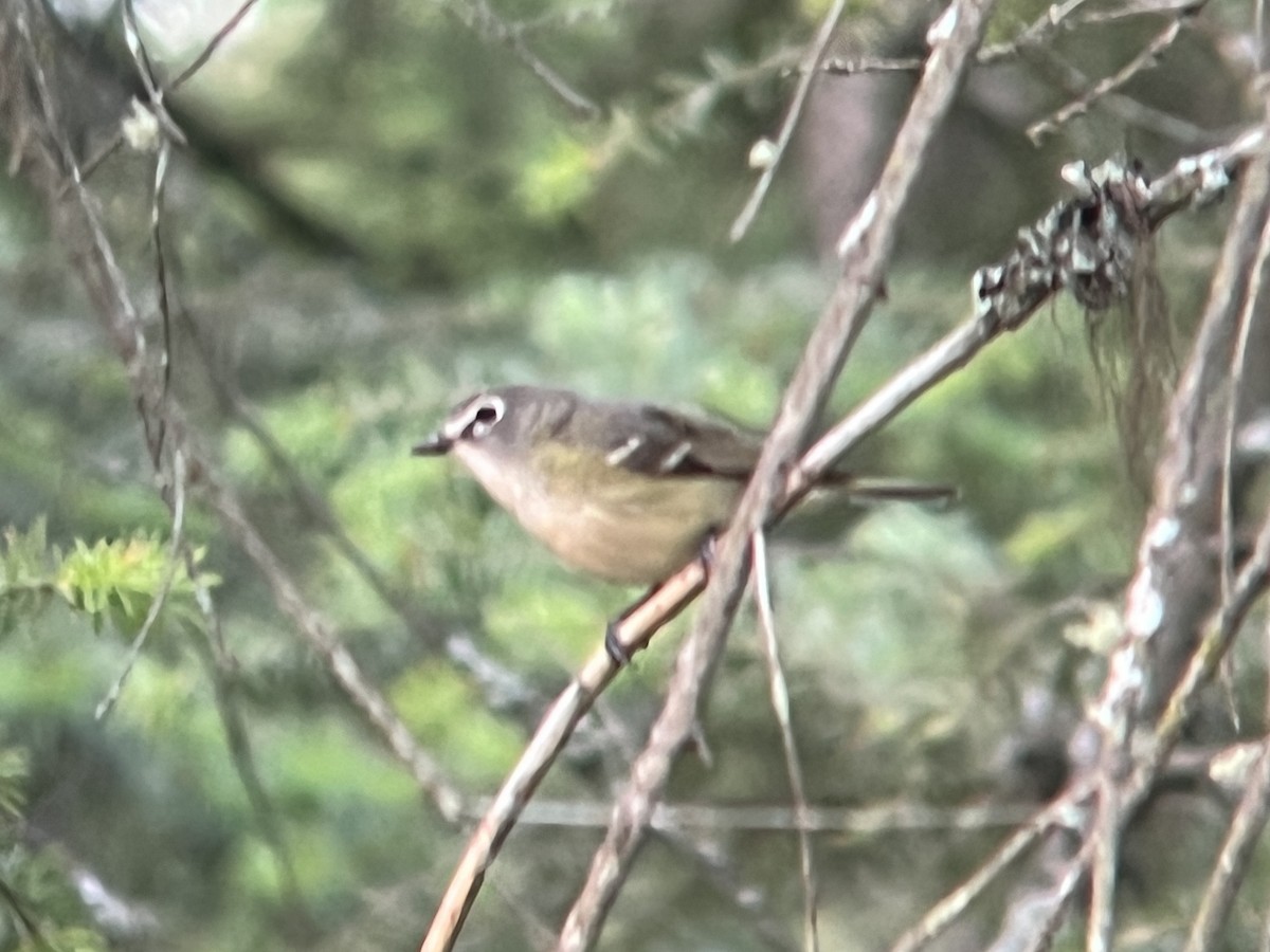 Cassin's Vireo - Daryl Bernard