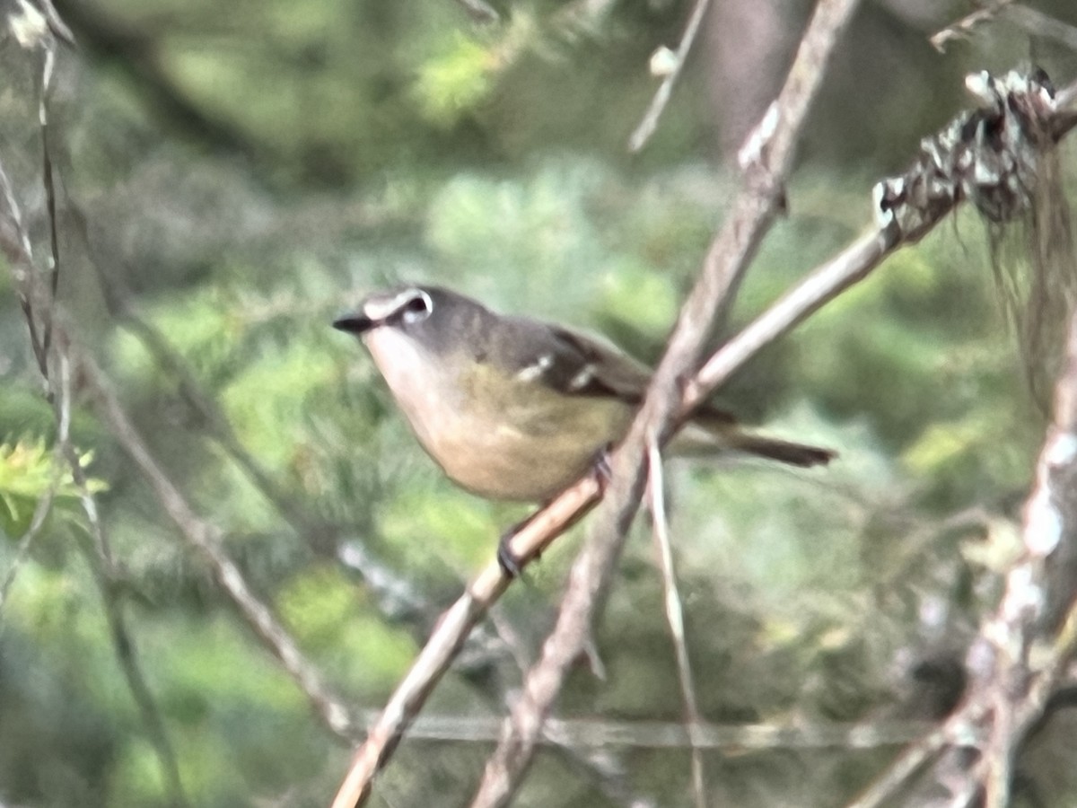 Cassin's Vireo - Daryl Bernard