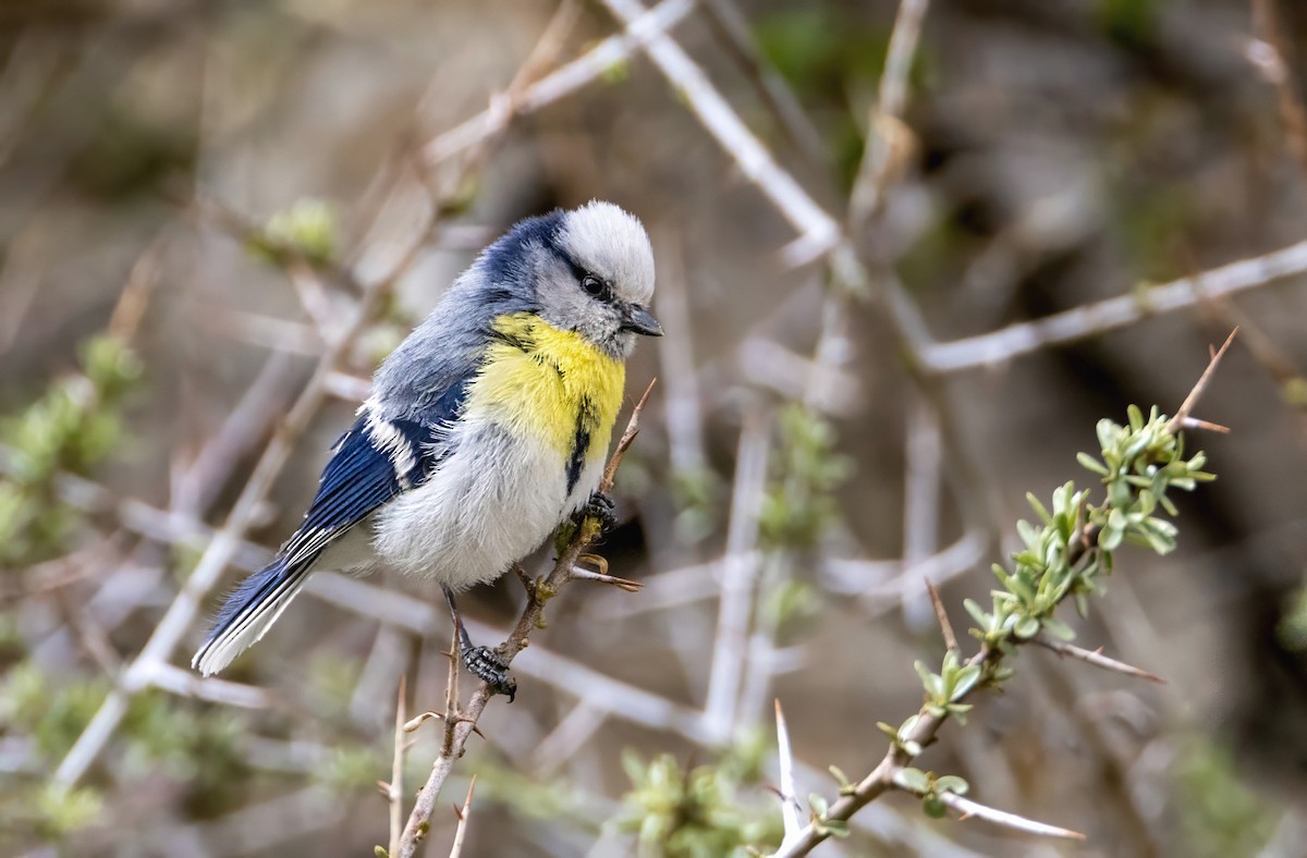 Azure Tit (Yellow-breasted) - Andrew Spencer