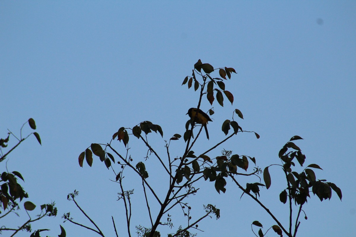 Bahama Oriole - ML58908431