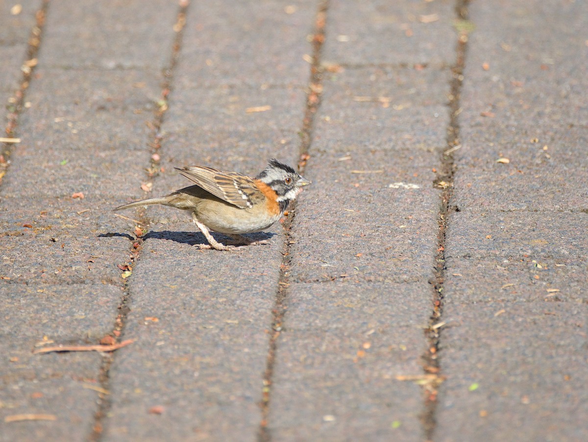 Rufous-collared Sparrow - Antonio Maldonado