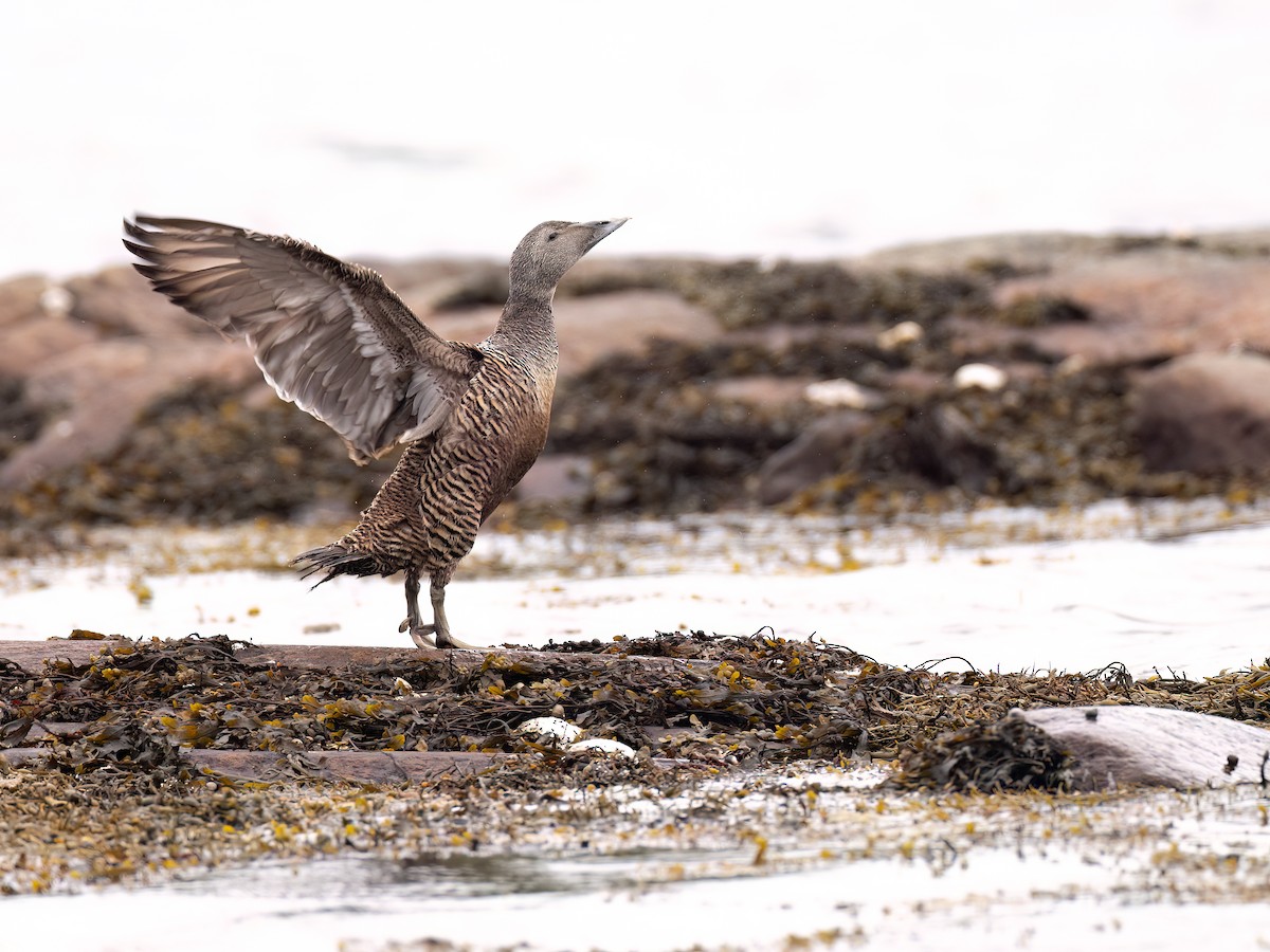 Common Eider - ML589085611