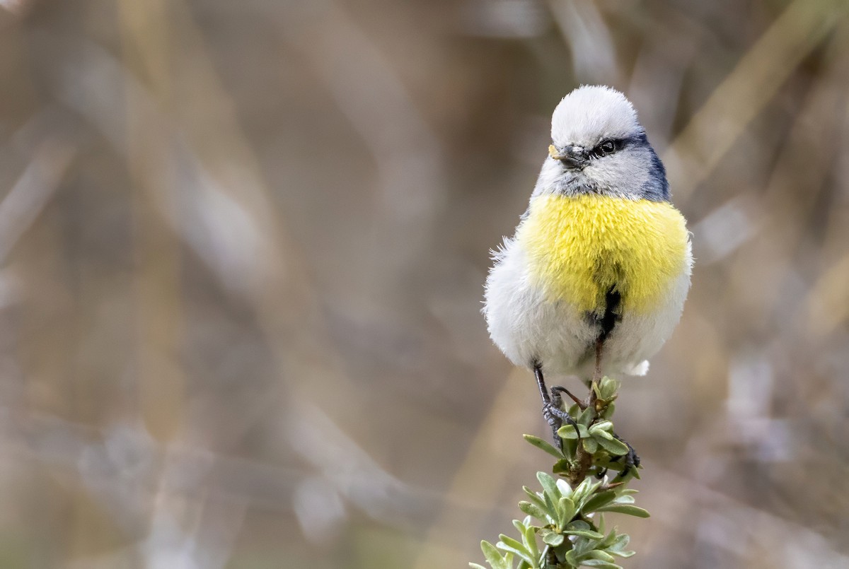 Azure Tit (Yellow-breasted) - ML589085941