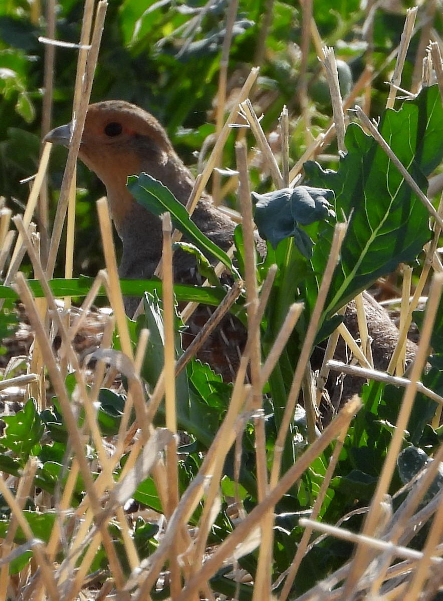 Gray Partridge - ML589086721