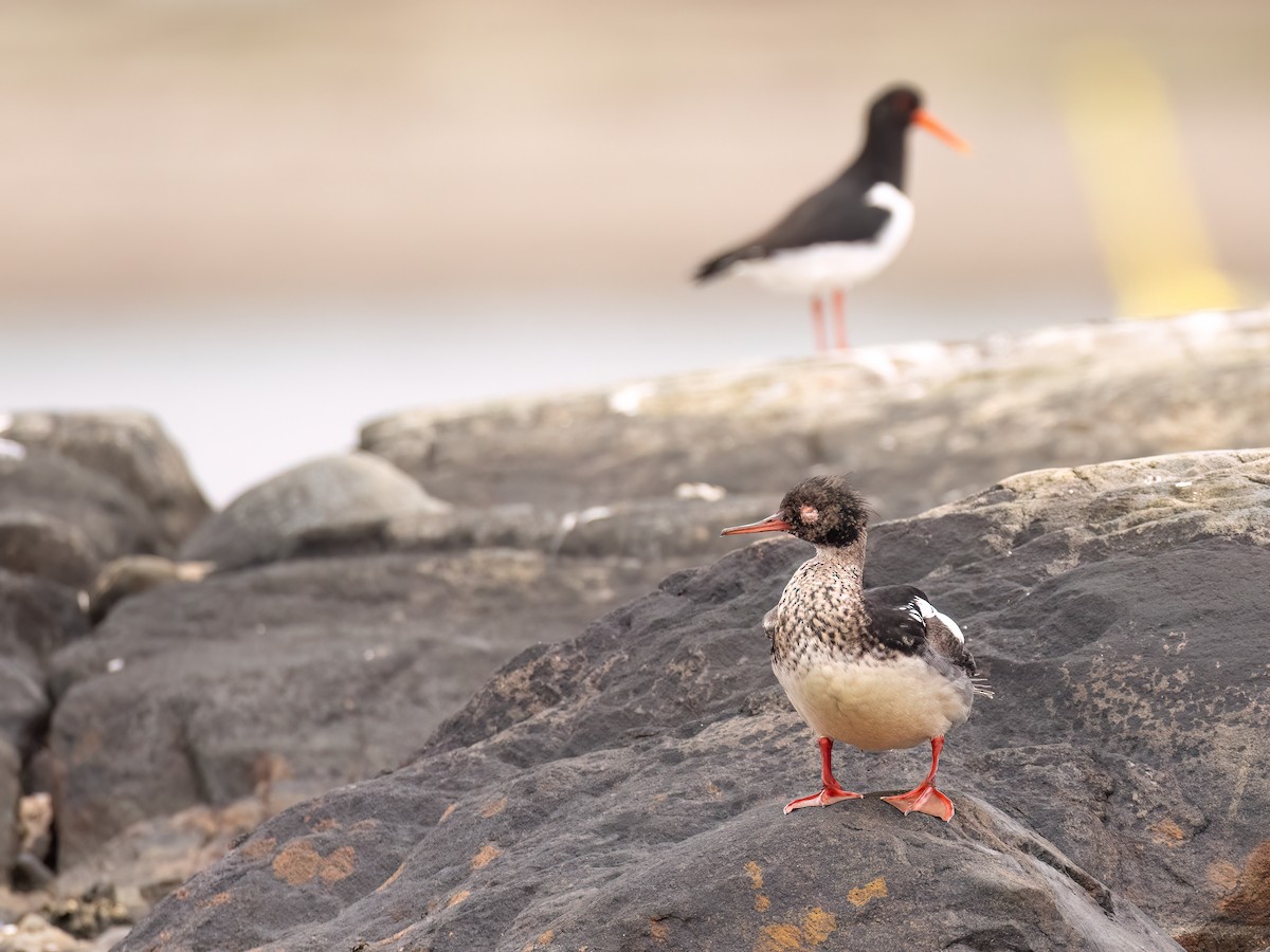 Red-breasted Merganser - ML589087421