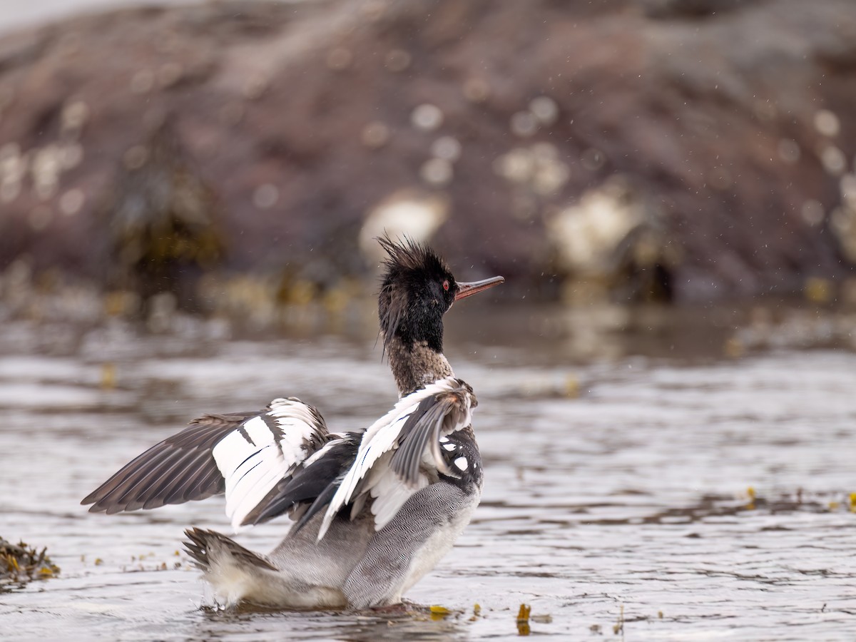 Red-breasted Merganser - ML589087431