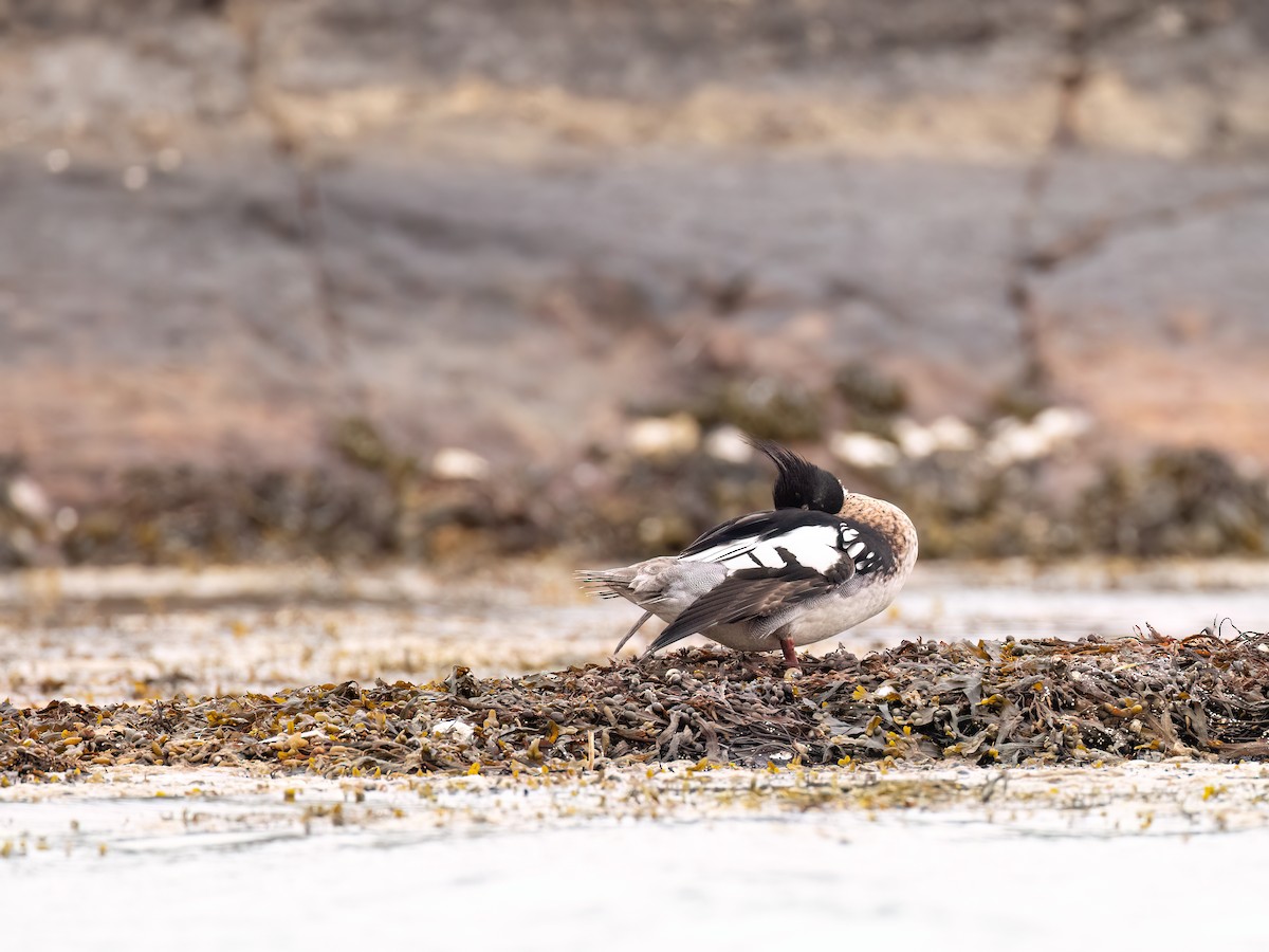 Red-breasted Merganser - ML589087441