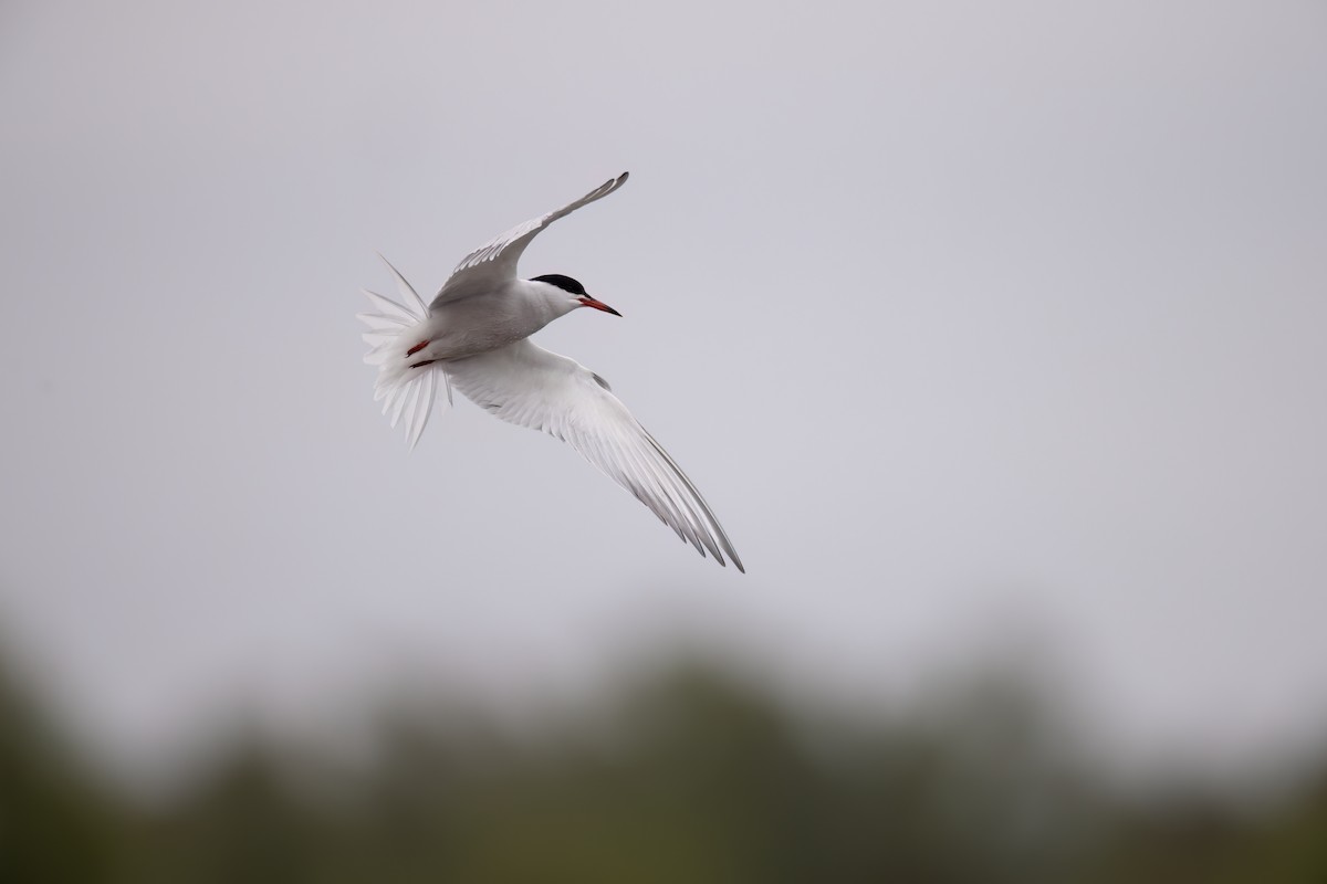 Common Tern - ML589087611