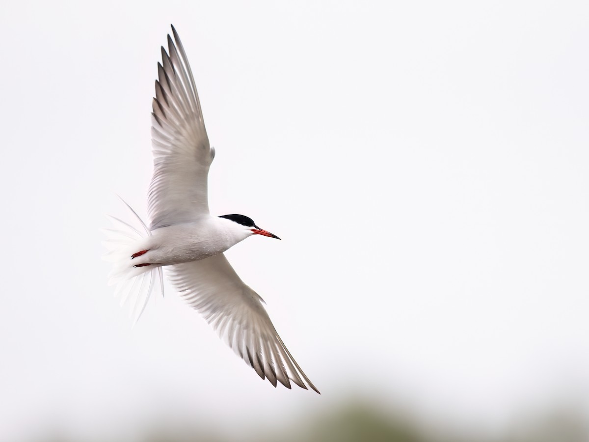 Common Tern - ML589087641