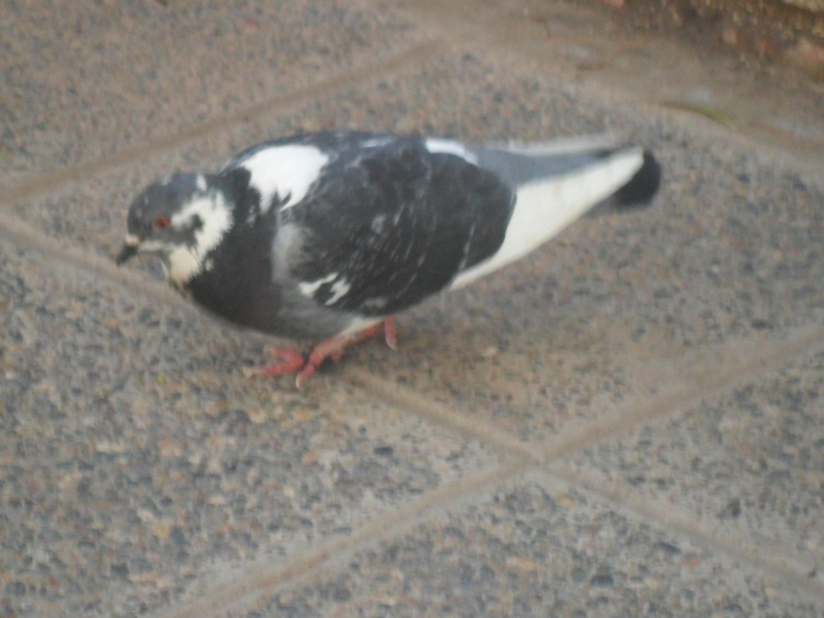 Rock Pigeon (Feral Pigeon) - ML589087811