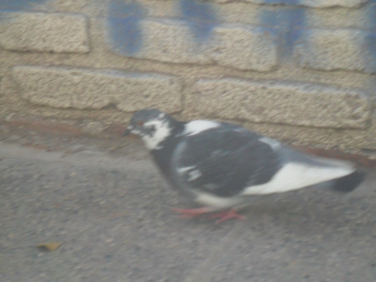 Rock Pigeon (Feral Pigeon) - ML589087821